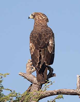 African Harrier Hawk immature